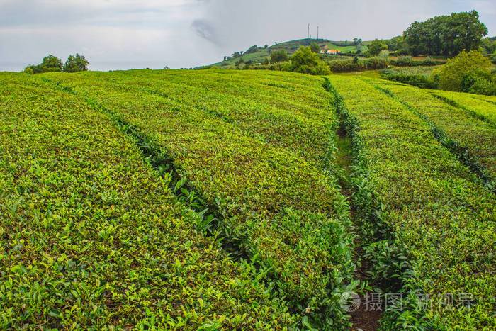 葡萄牙亚速尔群岛圣米格尔岛上的茶种植园照片-正版商用图片2pfb3o-摄
