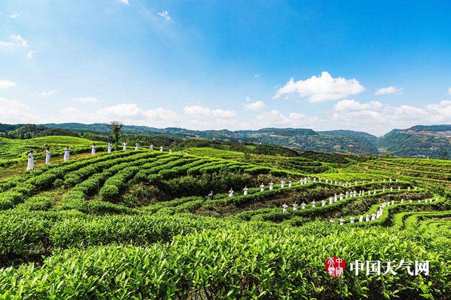 6℃,具备发展茶叶种植得天独厚的自然条件.