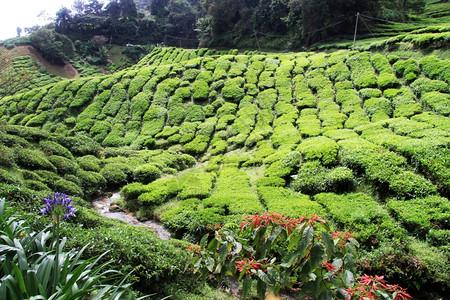 马来西亚茶马来西亚ravine和茶叶种植园背景