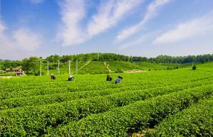 种植管理1产地录目定一纯茶是福建亚通绿园茶业创立的茶叶