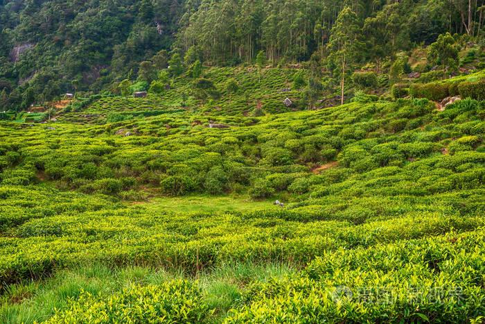 斯里兰卡: 高地茶种植园在努瓦拉埃利亚照片-正版商用图片0wl9dv-摄图