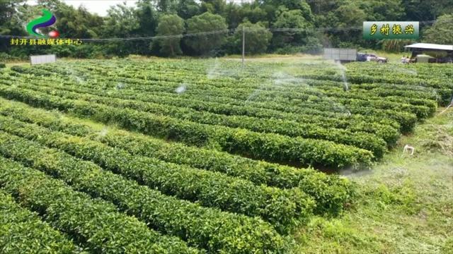 在长安茶叶种植基地
