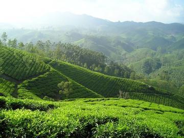印度茶叶种植园,高清图片,免费下载 - 绘艺素材网