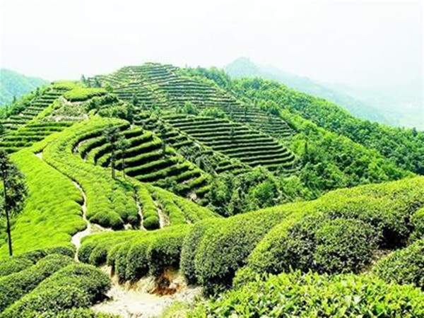 中国黄茶系列:湖北远安鹿苑茶的种植起源和制作技艺介绍