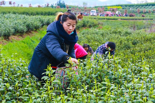 河南光山:种植茶叶富全村