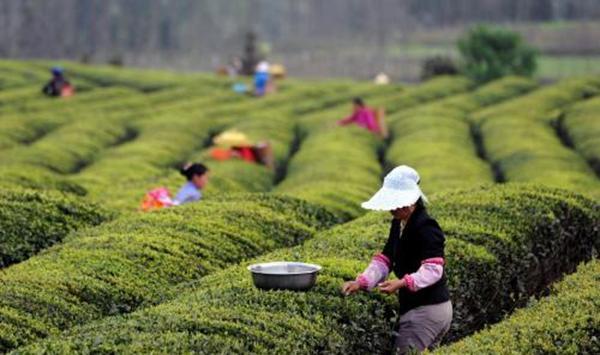 无公害茶叶高效种植技术详解