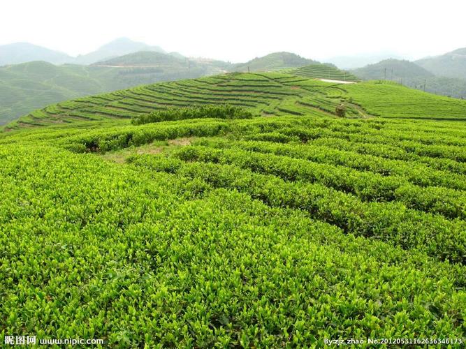 茶的种植与加工