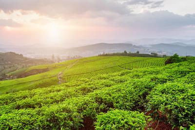 美丽的景色的茶叶种植园在日落时