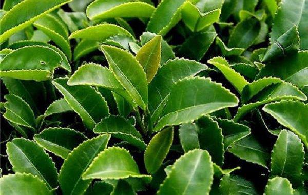 茶树茶云纹叶枯病的防治措施 - 农业种植网